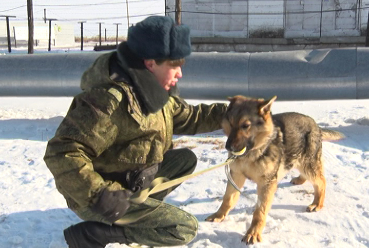 Четвероногие школьники: как в Приамурье воспитывают собак для охраны госграницы