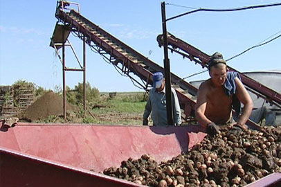 Старейшие амурские хозяйства под угрозой закрытия - gtrkamur.ru