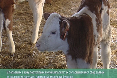 Приамурье в 20-ке лучших. Подстанция на НБГЭС. КРС подтопленцам. Соцдоплата пенсионерам - gtrkamur.ru