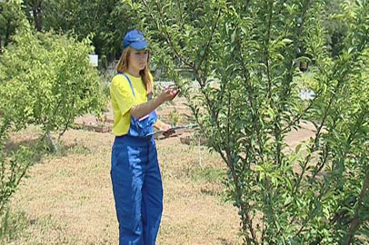 Школьники из девяти районов Приамурья участвуют в конкурсе юннатов - gtrkamur.ru