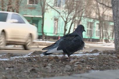 Осадки и ветер прогнозируются в Приамурье до конца недели - gtrkamur.ru