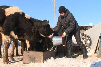 В Белогорском районе выросло число личных подсобных хозяйств - gtrkamur.ru
