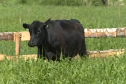 Амурские абердин-ангусы обживаются на сахалинских пастбищах - gtrkamur.ru