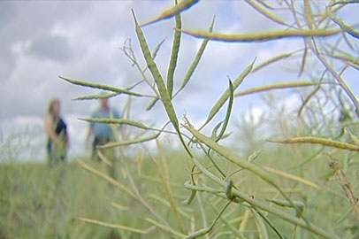 Амурские растениеводы проводят эксперимент по выращиванию рапса - gtrkamur.ru