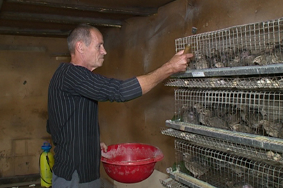 Фермер из Октябрьского района разводит перепелок на средства областного гранта - gtrkamur.ru