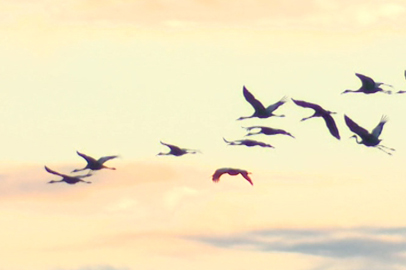 Аисты покинули свои гнёзда в Приамурье - gtrkamur.ru