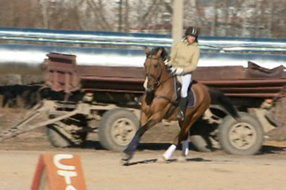 В Благовещенске пройдут дальневосточные соревнования по конкуру на Кубок губернатора - gtrkamur.ru