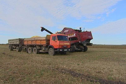 Приамурье сможет экспортировать пшеницу в Китай - gtrkamur.ru