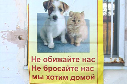 Благовещенцы собрали пожертвования для животных из приюта «Остров спасения» - gtrkamur.ru