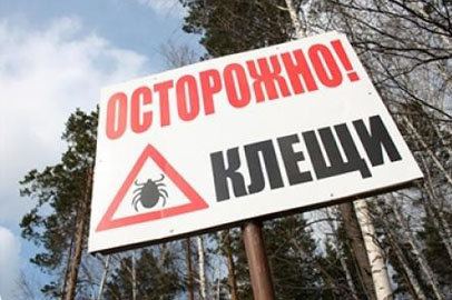 Клещи покусали двоих детей в Амурской области - gtrkamur.ru