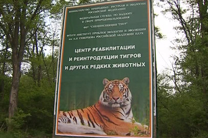 У «президентского» тигра Бориса и Светлой появилось потомство - gtrkamur.ru