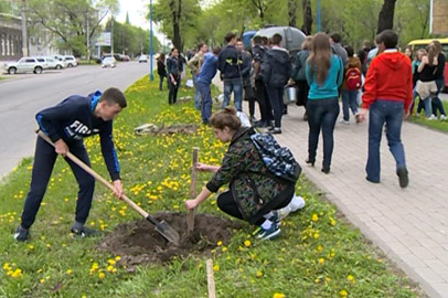 На аллее по улице Горького в Благовещенске высадили клены - gtrkamur.ru