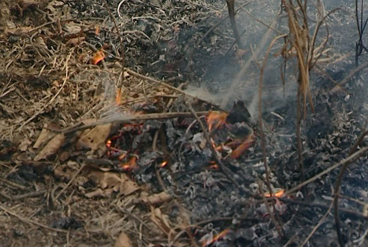 Пожар в Хинганском заповеднике мог возникнуть из-за поджога - gtrkamur.ru