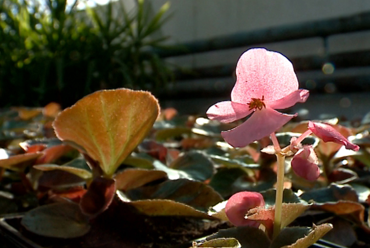 Благовещенские улицы летом украсят новые сорта цветов - gtrkamur.ru