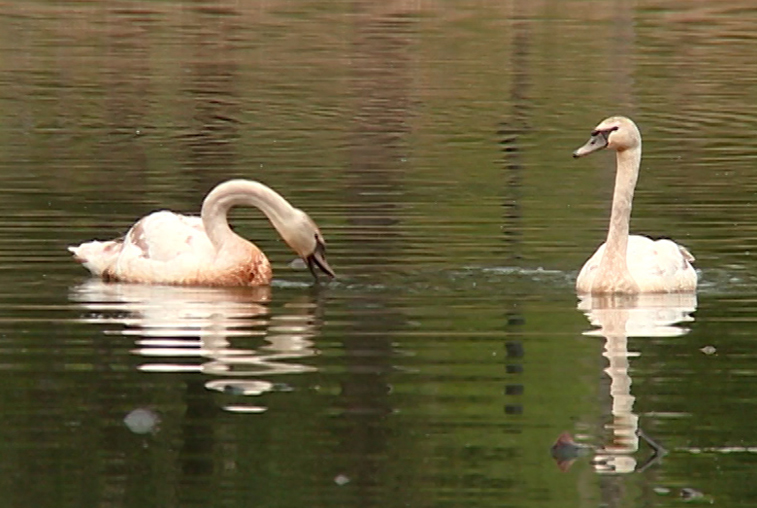 Красота в простом: как обустроят парк в Ивановке, где обитают Пётр и Феврония - gtrkamur.ru