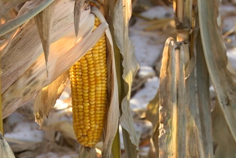 Новая техника и развитие рынков сбыта повысят спрос на кукурузу Приамурья - gtrkamur.ru