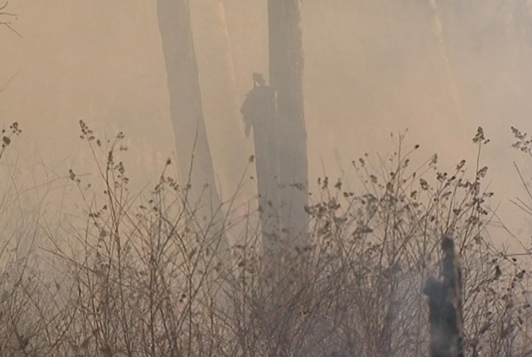 За сутки в Приамурье ликвидировано три очага природных пожаров - gtrkamur.ru