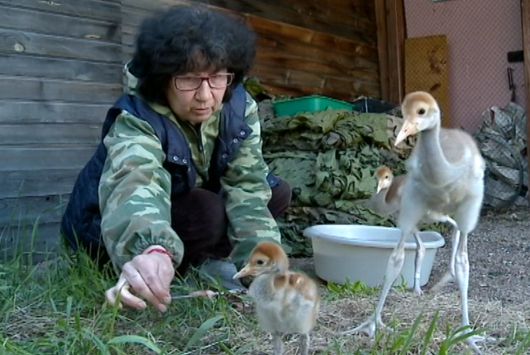 Пять птенцов вылупились на станции реинтродукции в Хинганском заповеднике - gtrkamur.ru