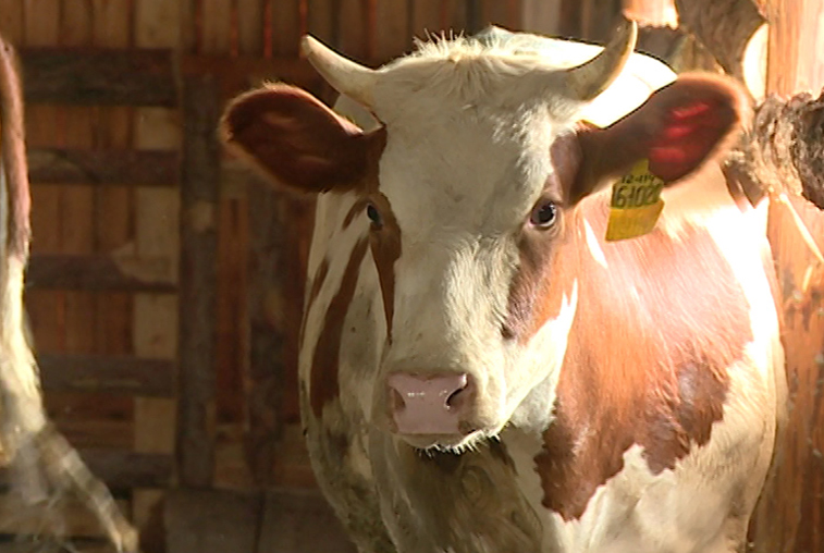 Очередная партия коров для начинающих фермеров прибыла в Приамурье - gtrkamur.ru