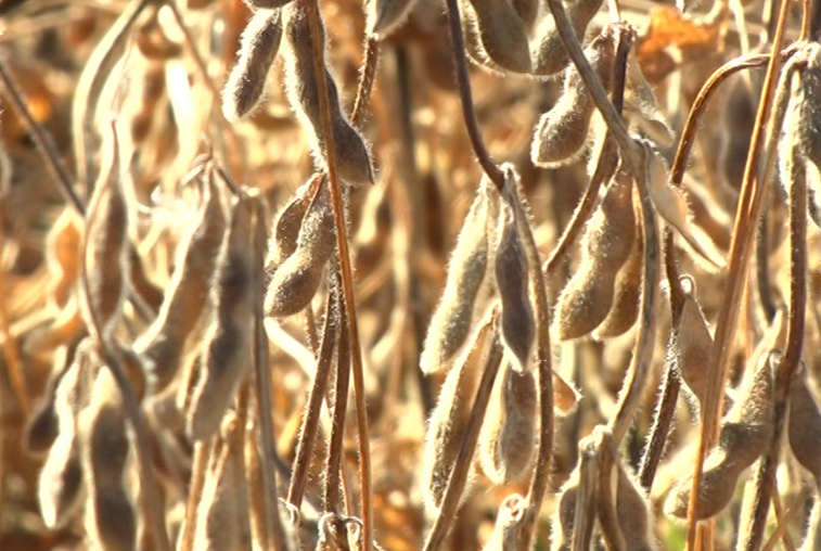 Амурские аграрии готовятся убирать сою круглосуточно - gtrkamur.ru