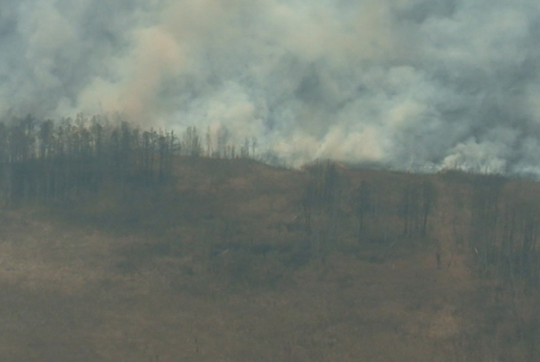В Приамурье зарегистрированы первые лесные пожары - gtrkamur.ru