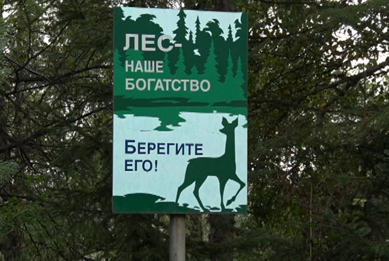 Сохранением амурских лесов сегодня занимаются больше 700 специалистов - gtrkamur.ru