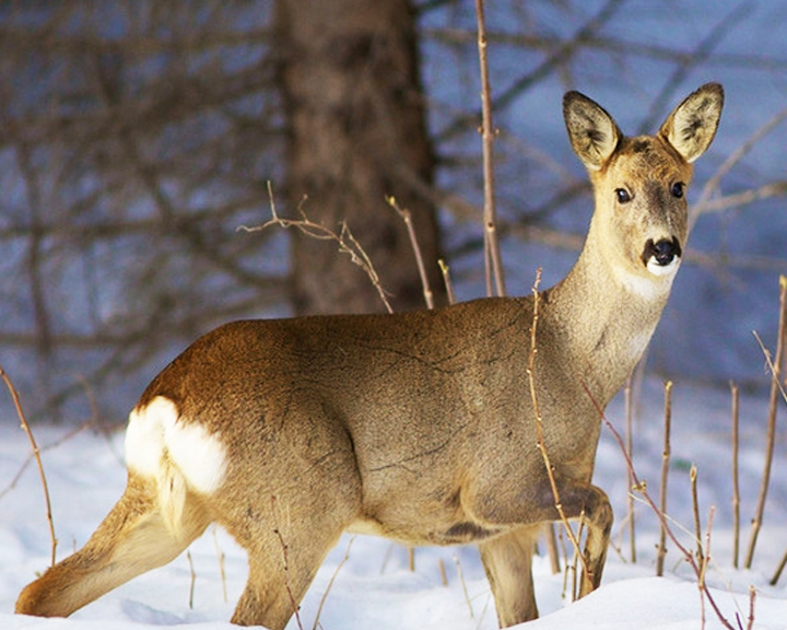 В Серышево задержали браконьера с тушами косуль - gtrkamur.ru