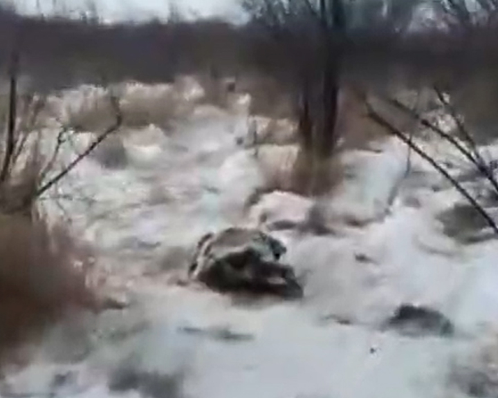 Туши павших кабанов найдены в Хинганском заповеднике - gtrkamur.ru