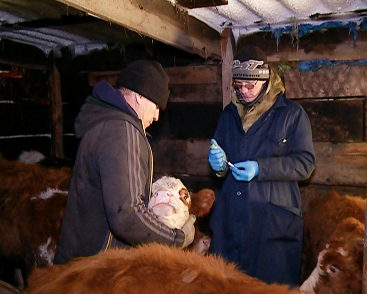 Некоторые амурские животноводы отказываются вакцинировать живность от ящура - gtrkamur.ru