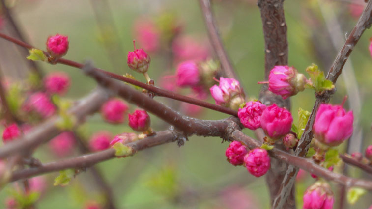 В Россельхозцентре просят амурчан не делать букеты из цветущих сейчас деревьев - gtrkamur.ru