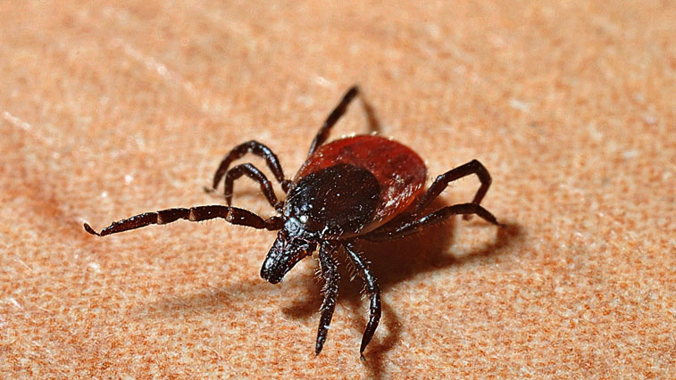 За неделю от укусов клещей пострадали 110 амурчан - gtrkamur.ru