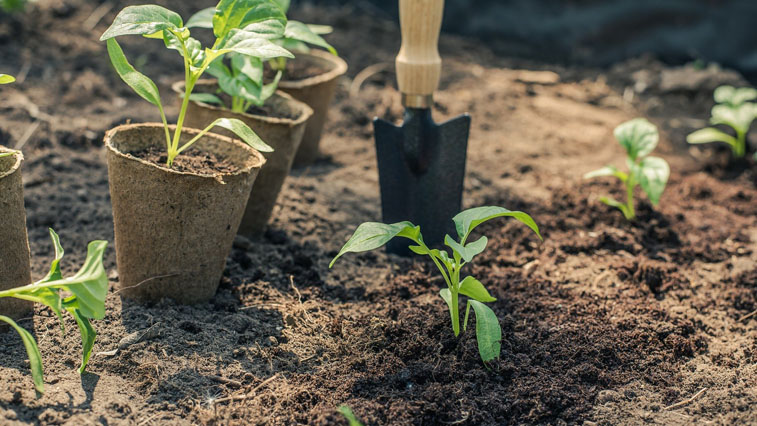 Неравнодушных амурчан призывают поделиться рассадой - gtrkamur.ru