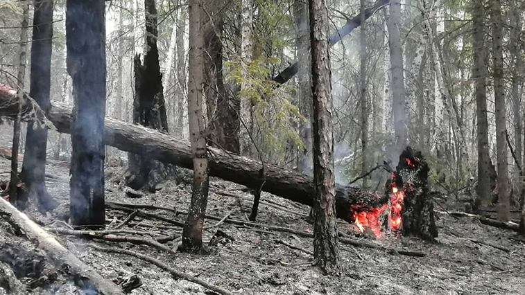 На севере Амурской области  тушат крупный лесной пожар