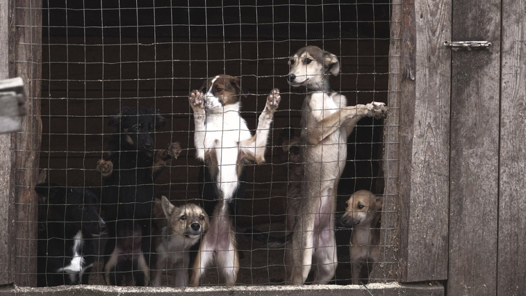 Решить «собачий вопрос»: до конца года амурские муниципалитеты должны создать сеть служб для отлова бродячих животных - gtrkamur.ru
