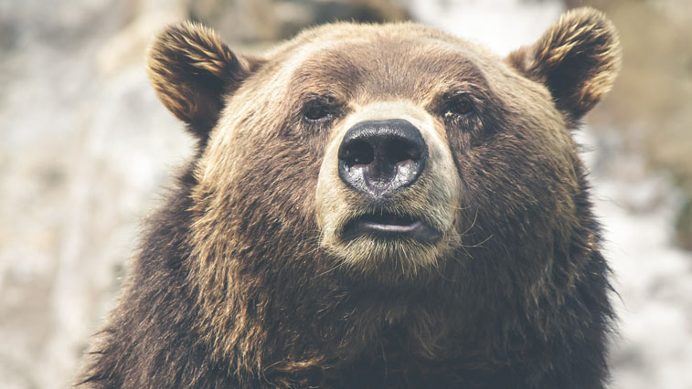 Гималайский медведь напал на мужчину в Приморье - gtrkamur.ru