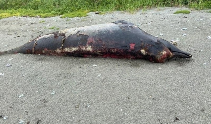 Неизвестным животным, которое выбросило на берег Сахалина во время шторма, оказался редкий плавун - gtrkamur.ru