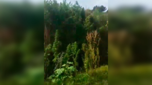 Амурчанка пожаловалась на заросли дикорастущей конопли - gtrkamur.ru