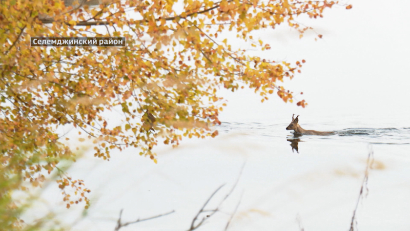 На 150 косуль меньше, чем в прошлом году мигрировали через реку Нора этой осенью - gtrkamur.ru