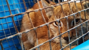 Котёнка рыси спасли в Приморье - gtrkamur.ru