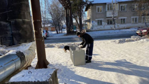 Выделенных денег из бюджета Шимановска хватило лишь на отлов семи бездомных собак - gtrkamur.ru