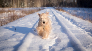 Ясно и без снега будет 20 декабря в Приамурье - gtrkamur.ru