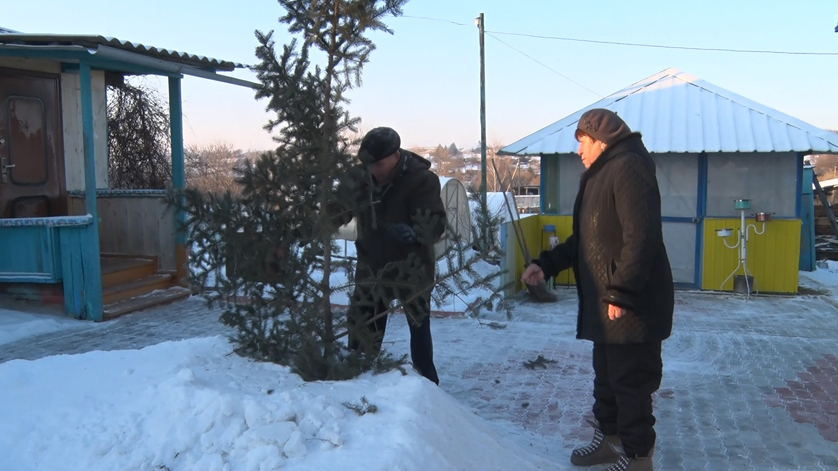 Пенсионеры, подарившие 17-метровую ель Благовещенску, оставили себе ветку на память - gtrkamur.ru