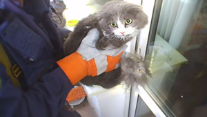 Амурские спасатели помогли кошке, просидевшей на карнизе три дня - gtrkamur.ru