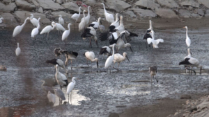 Дальневосточные аисты отправились на зимовку в Южную Корею - gtrkamur.ru