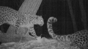 Пятнистая любовь: Фотоловушка запечатлела ночное свидание леопардов - gtrkamur.ru