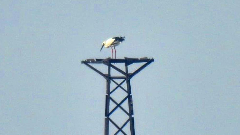 Аисты возвращаются с зимовки в Амурскую область - gtrkamur.ru