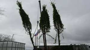 Семиметровые липы из германского питомника высадят на центральной улице Благовещенска - gtrkamur.ru