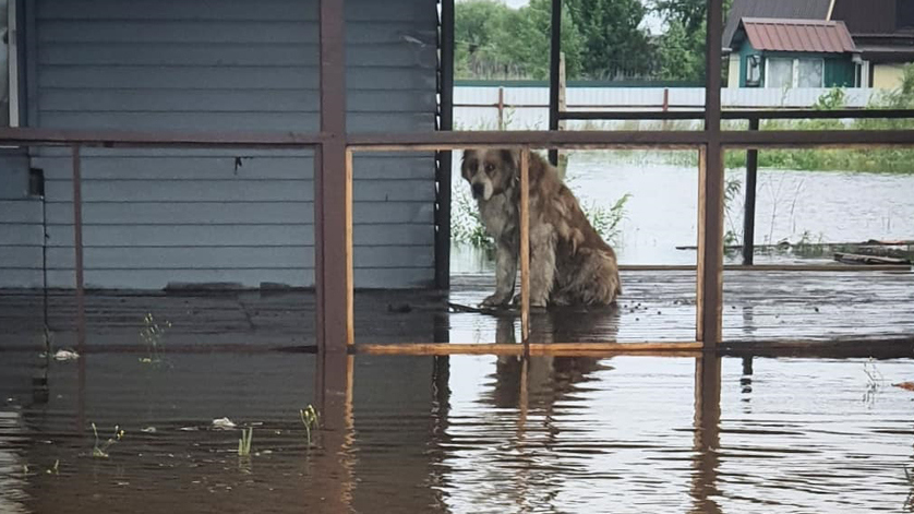 Брошенных один на один со стихией животных спасают неравнодушные амурчане - gtrkamur.ru