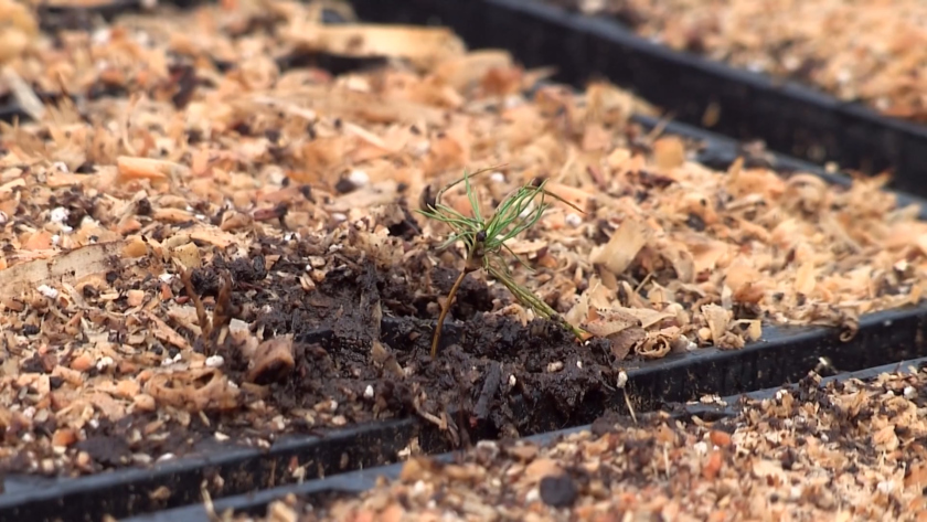 Сосны по новой технологии выращивают в Красноярске - gtrkamur.ru