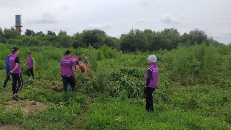 Коноплю на площади в 2 тысячи квадратных метров уничтожили в Ивановском районе - gtrkamur.ru